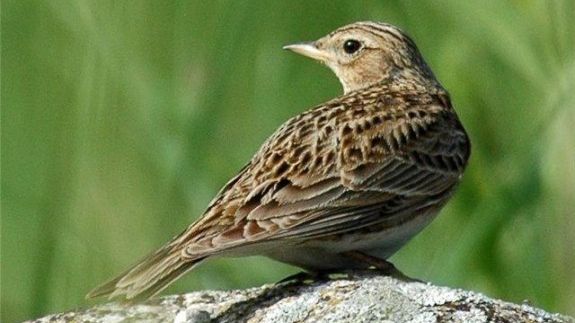 Liber la vânătoare de animale rare. Avertismentul lui Octavian Hoandră