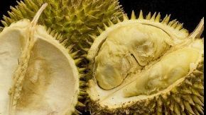 Fructul urât mirositor în care se ascunde o adevărată comoară