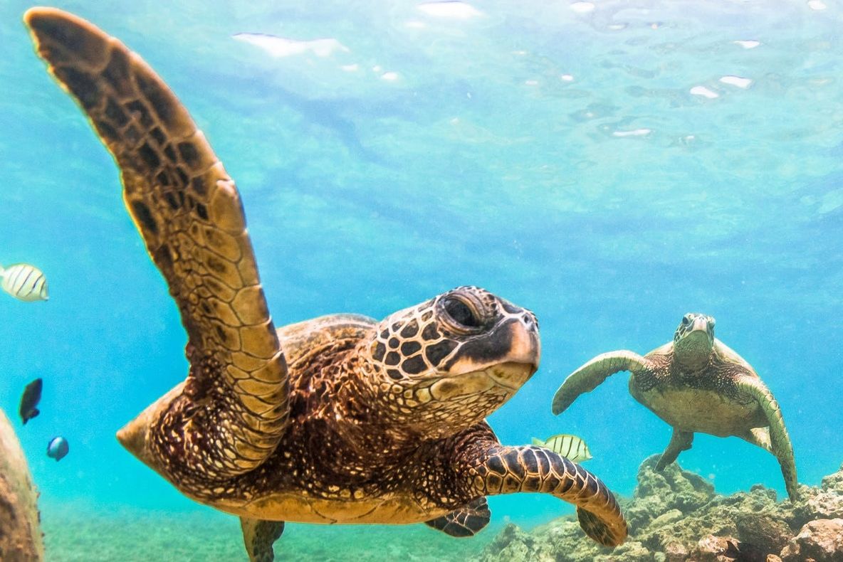 Hawaii, primul stat din lume care pune în aplicare o astfel de interdicţie. Despre ce este vorba