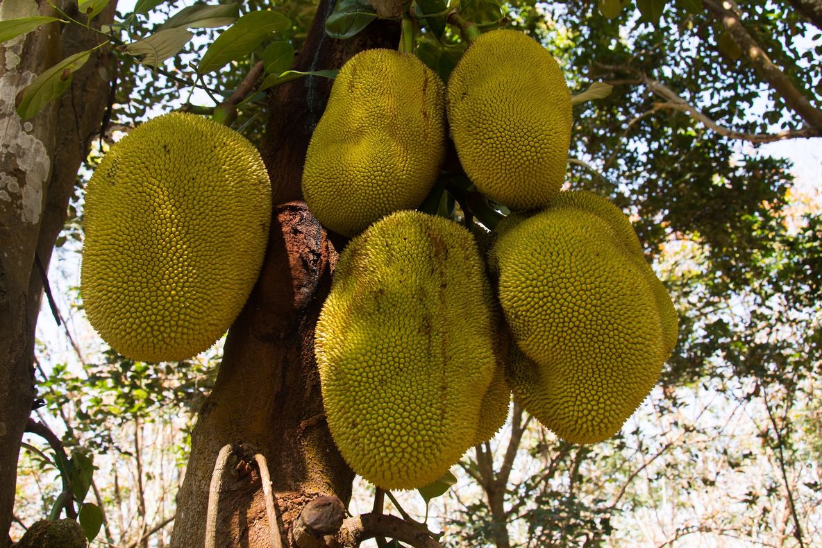 Fructul uriaș care înlocuiește carnea. Iată cât de benefic este consumul acestuia!