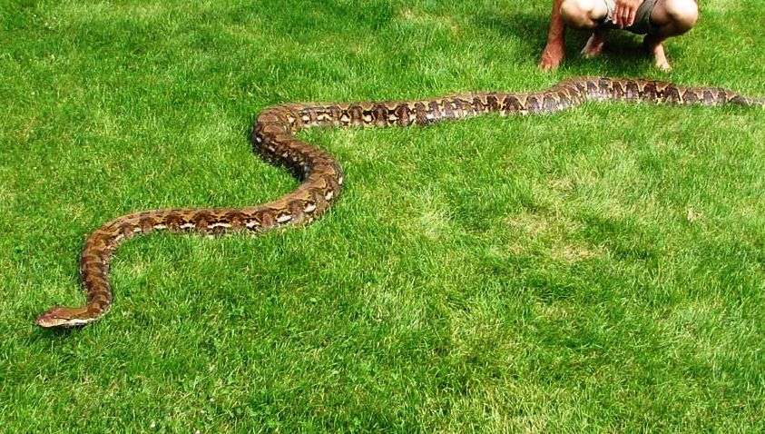 Şarpe boa lăsat liber în public, într-un cartier din Slatina, spre spaima vecinilor