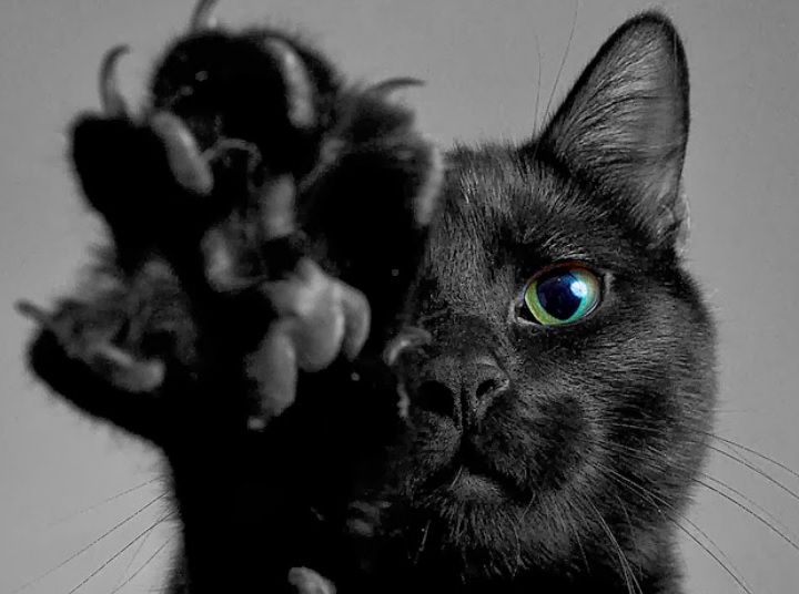 Turişti chinezi, atacaţi de o PISICĂ, în Constanţa. 3 copii, la spital! 