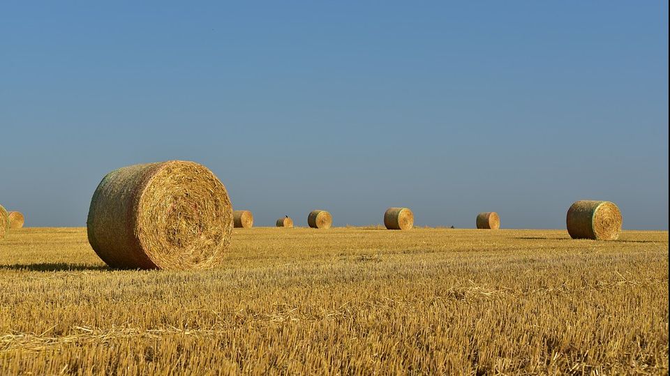 Agricultura, dată peste cap de vreme. Ministrul susține că pierderile sunt mici