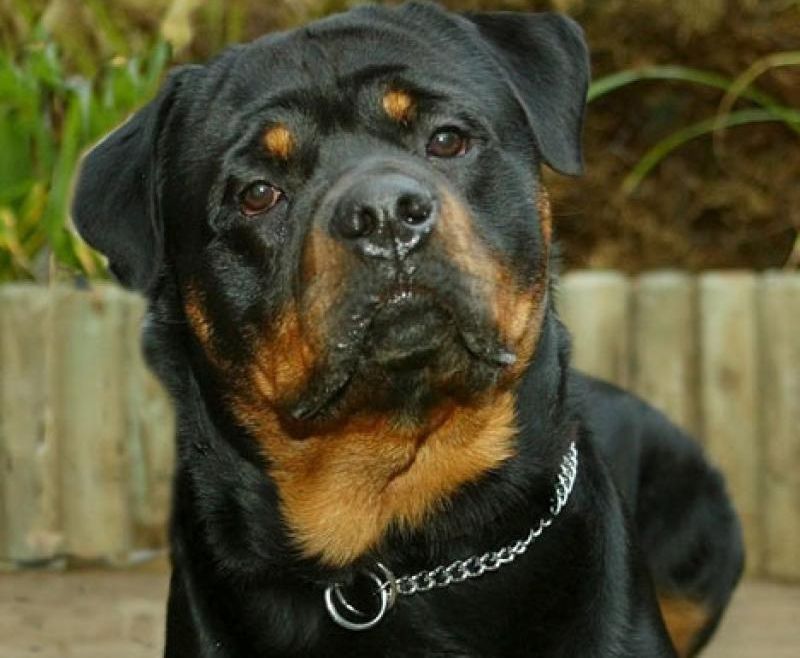 IMAGINI INCREDIBILE. Cum poate un câine să îţi salveze viaţa 