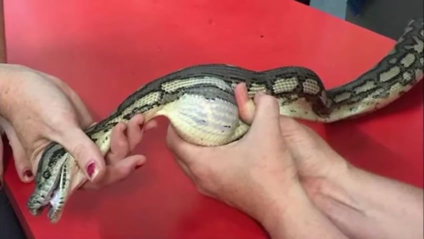 A găsit un şarpe cu o umflătură ciudată. L-a dus la veterinar, e incredibil ce a scos de acolo