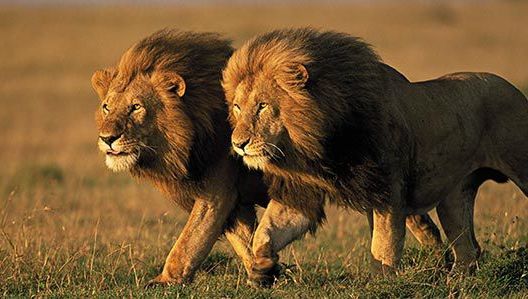 Doi braconieri de rinoceri au fost mâncați de lei într-o rezervație naturală