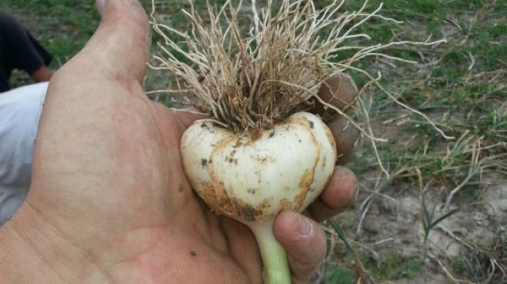 Cum recunoaștem usturoiul românesc. Secrete împărtășite de un cultivator din Buzău