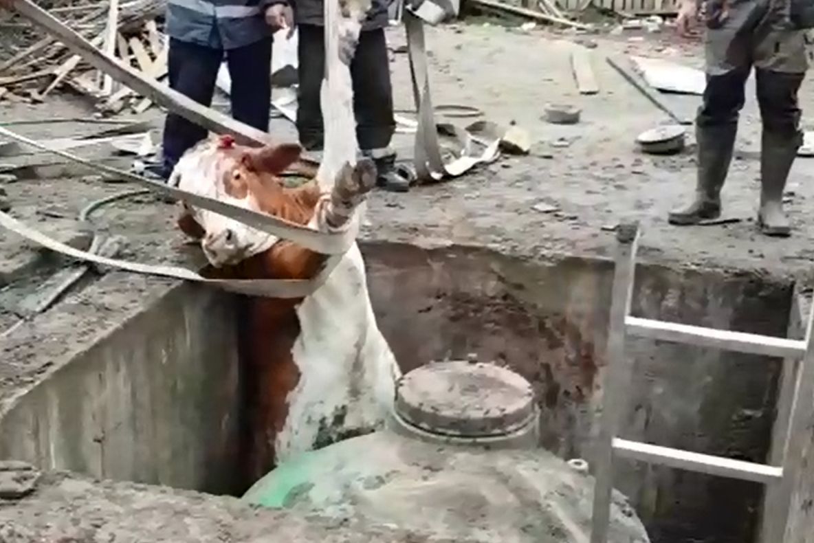 Imagini dramatice. Pompierii din Sfântu Gheorghe au salvat o vacă din canalizare