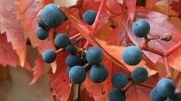 Cum reduci senzaţia de "picioare grele" cu viţa-de-vie roşie