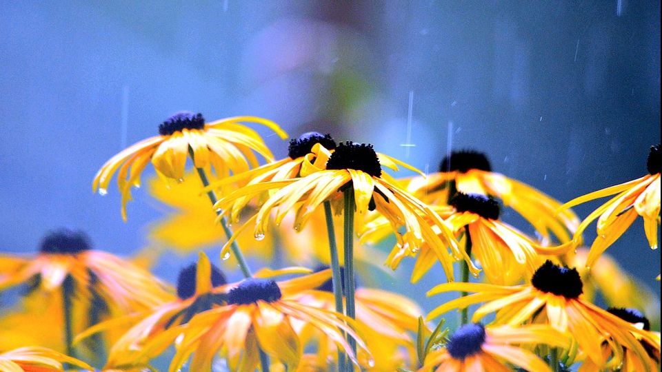 Revin ploile. Vreme de toamnă toată luna. Prognoza meteo până în august