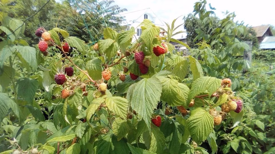 „Zmeura Uriaşă”, proiect bio dezvoltat de o familie din Craiova 