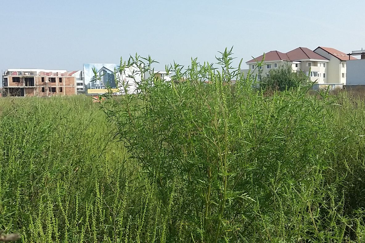 Alergia la ambrozie, cea mai periculoasă plantă. Tot ce trebuie să ştii 