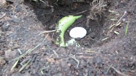 A săpat o groapă, apoi a așezat pe pământ o banană întreagă și un ou. E incredibil ce urmează!