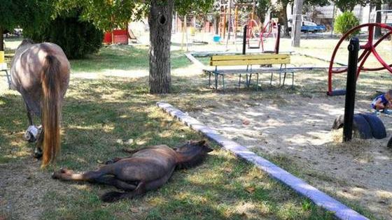 Cai lăsaţi în libertate în mijlocul oraşului! Cum s-a putut întâmpla aşa ceva