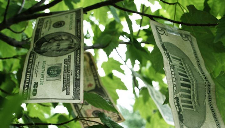 Această plantă atrage banii ca un magnet. Se numeşte Copacul Banului! Iată cum arată