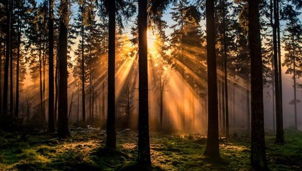 Tren abandonat în pădurile din munţi. Au intrat în locomotivă şi s-au cutremurat