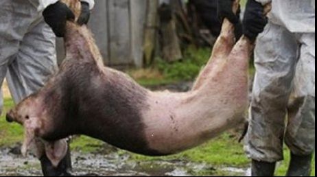 Pesta porcină a ajuns și în judeţul Cluj, cu camionul! O firmă a fost deja închisă