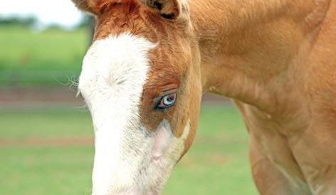 Secetă tragică în Norvegia. Caii, duși la abatoare