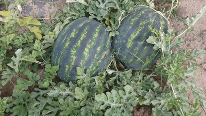 Adevărul despre pepenii de Dăbuleni din piețele românești, spus chiar de un cultivator