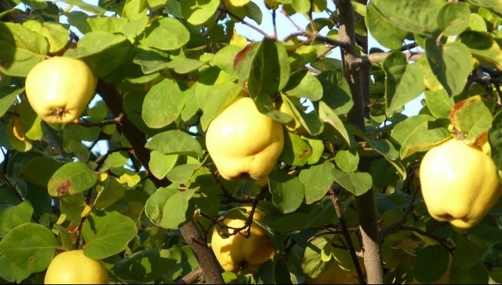 Ce efecte uimitoare au frunzele de gutui