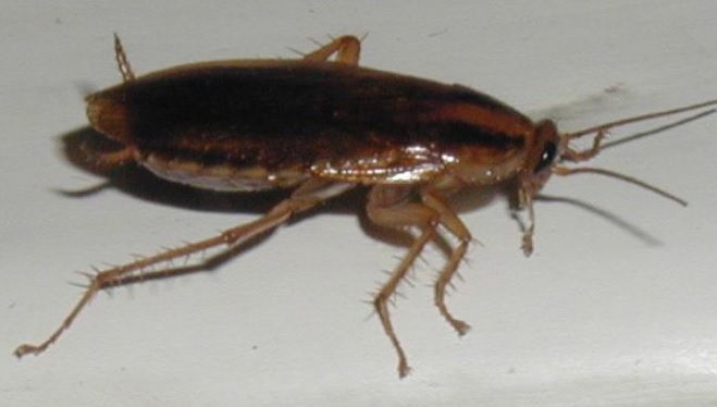 10 greșeli care atrag gândacii în casa ta