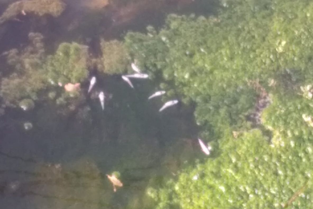 Autoritățile, în alertă! Pești otrăviți pe un râu din Buzău