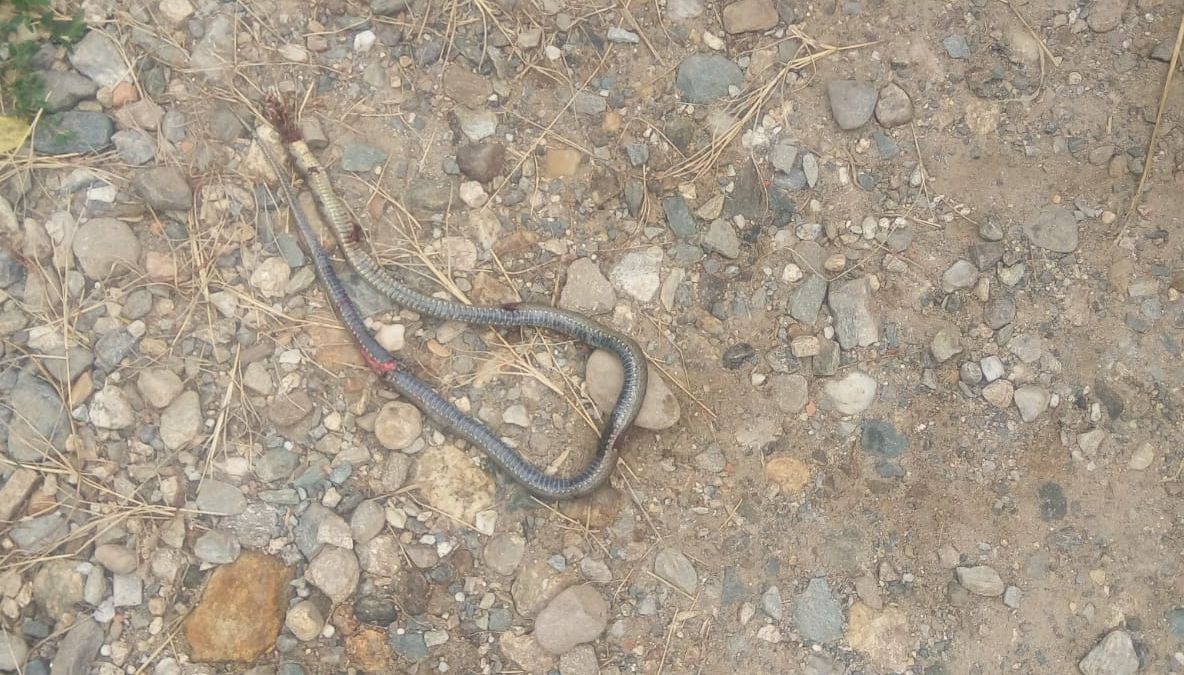 Un copil de 6 ani a fost muşcat de şarpe, la Slimnic