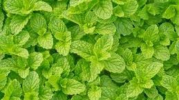 Grădina din bucătărie. Plante aromatice pe care le poţi creşte în casă