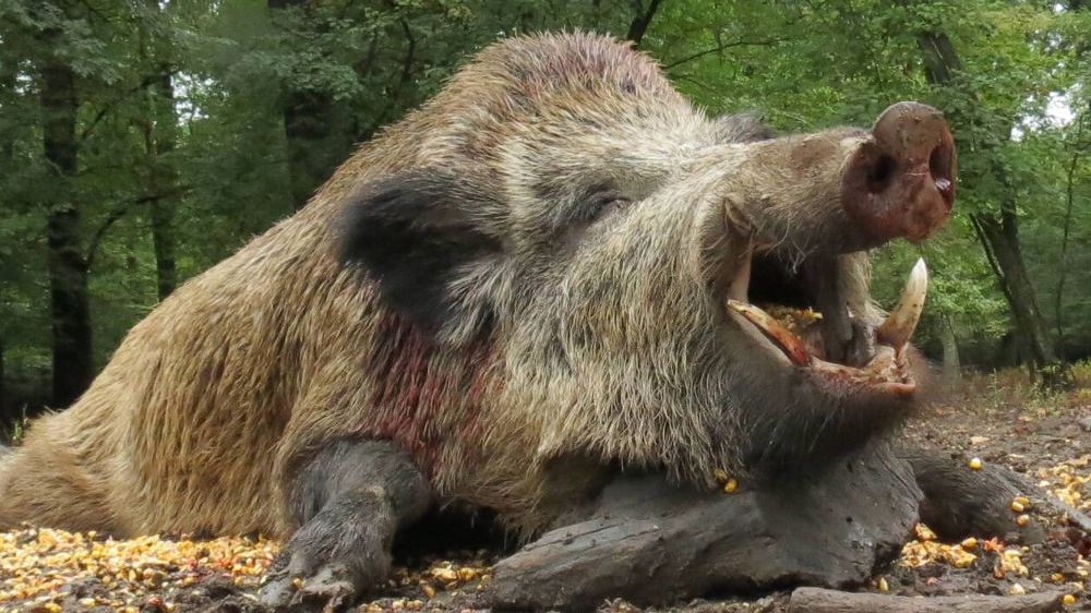 Centrul de Combatere a Bolilor Tulcea dă liber la vânătoarea de mistreţi şi şacali în Delta Dunării