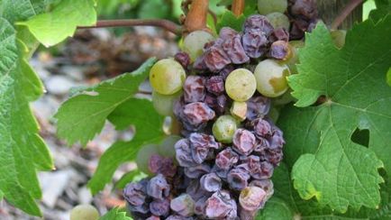 Veste proastă pentru iubitorii de vin. Ce se întâmplă cu producţia de struguri