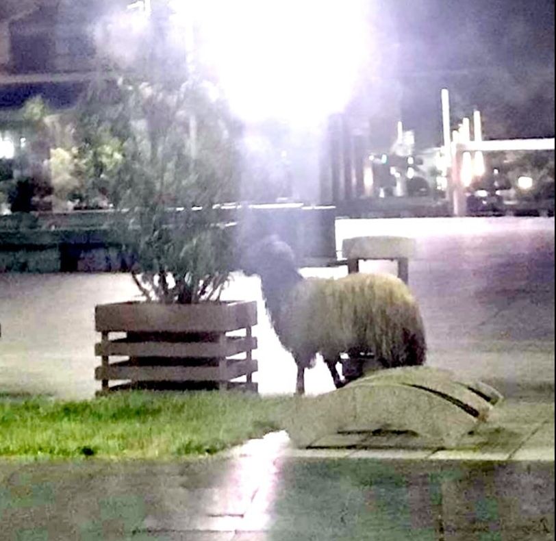 A ieşit prin Craiova ca oaia