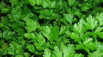 Plante aromatice pe care le poţi creşte în casă. Este uimitor ce poţi face cu ele 