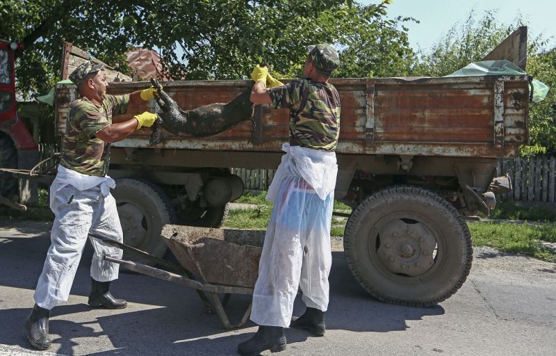 Pesta porcină face ravagii. Imagini terifiante