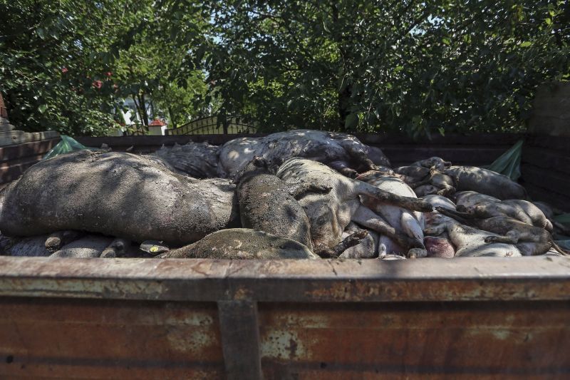 Salarii uriaşe pentru instituţia care a gestionat dezastruos pesta porcină