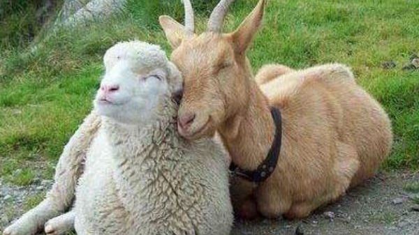 Ciobanii nu-și vor scoate oile și caprele la păscut timp de 3 săptămâni. Solicitare a Ministerului Agriculturii