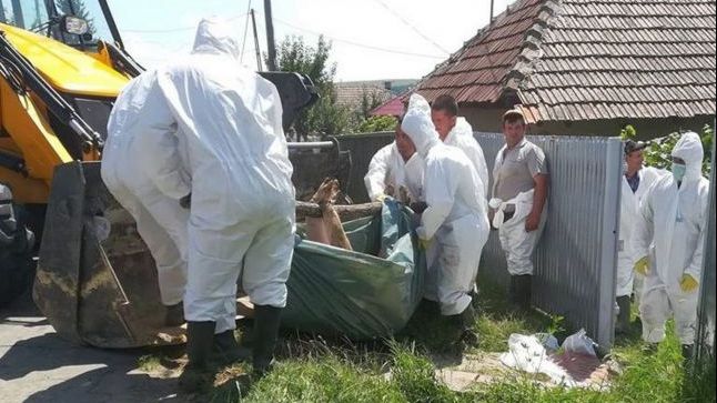 Focar de pestă porcină africană în județul Giurgiu! UPDATE: Măsurile luate de autorități 