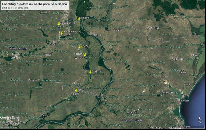 Pesta porcină s-a răspândit în toată Balta Ialomiței