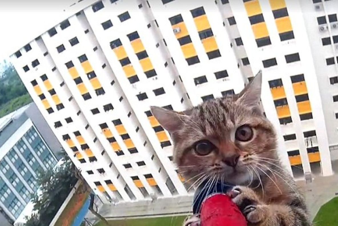 ATENŢIE! Ce trebuie să faci atunci când animalul de companie a căzut de la înălțime