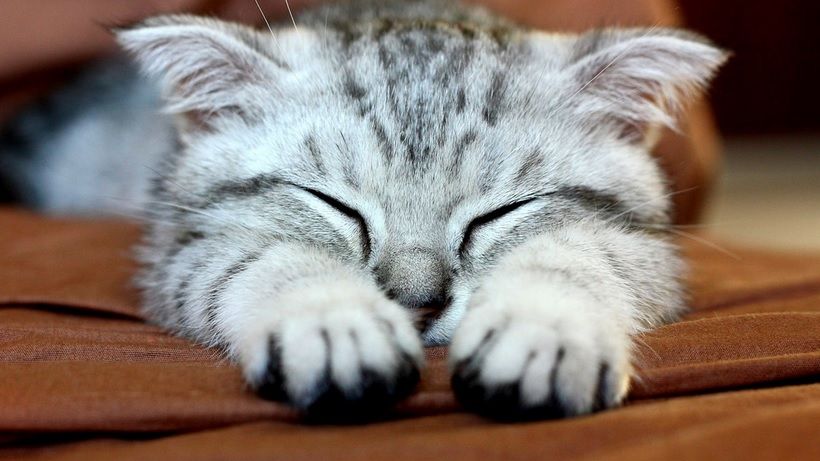 De ce ar trebui să îți trăiești viața precum pisica ta