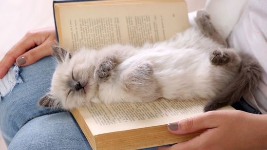 Cum să ridici corect și să ții în brațe o pisică