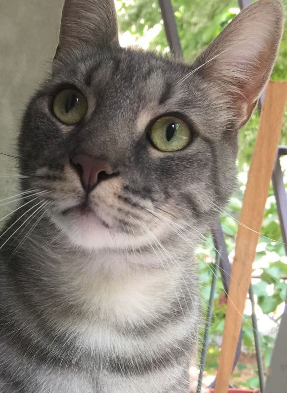 Ziua Internaţională a Pisicii. Tot ce trebuie să ştii dacă vrei o felină la tine acasă