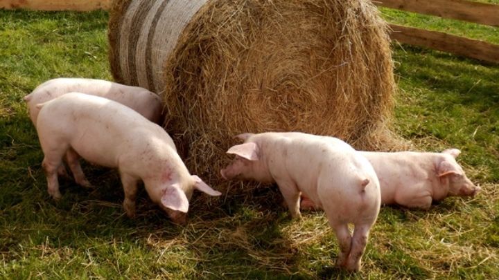 PESTA PORCINĂ. Avertisment şocant: "Va dura 25-30 de ani!" Soluția care NU va fi pe placul românilor