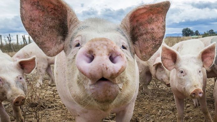 Bulgaria se confruntă cu primul focar de pestă porcină, la granița cu România