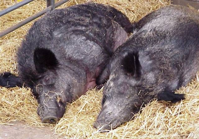 E deja prea mult, după PESTA PORCINĂ, s-a descoperit şi antrax la porci