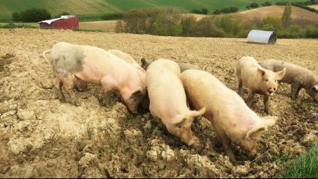 Noi focare de pestă porcină africană în Constanța 