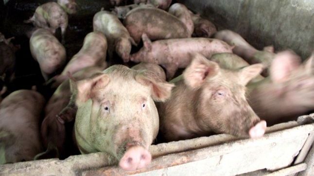 Anunţul mult aşteptat în legătură cu carnea porcilor bolnavi 
