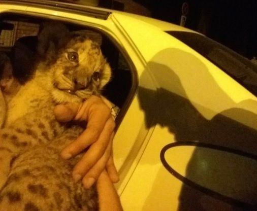 Pui de leu, scos la vânzare pe stradă, la Timişoara