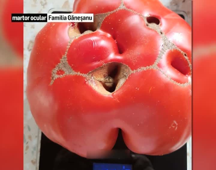 Roşii-gigant, în România. Ce a pus un bărbat din Eforie în pământ de cântăresc PESTE 1 kg?