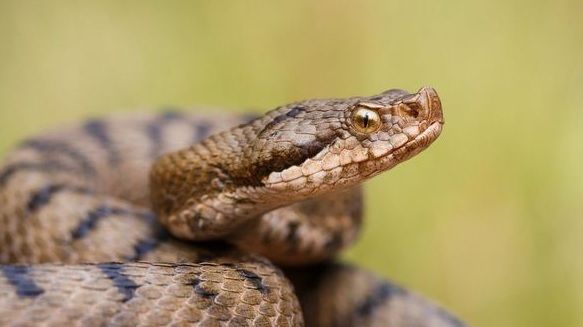 Şarpe de 1,20 metri, descoperit într-o maşină din Drobeta Turnu Severin