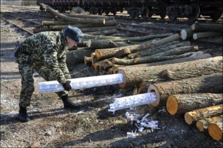 Au oprit un transport de lemne suspect. Descoperire șoc făcută de grăniceri. Ce ascundeau în bușteni